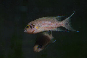 Social competence in fish depends on siblings