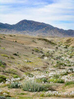 Heavy grazing and soil fertility favor the growth of non-native plants