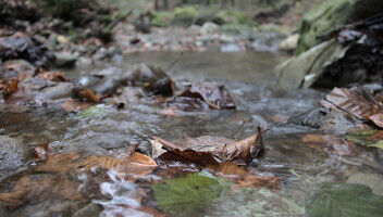 Temporal changes in leaf fall have consequences for amphipods