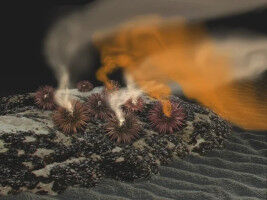 What makes sea urchin and salmon sperm swim