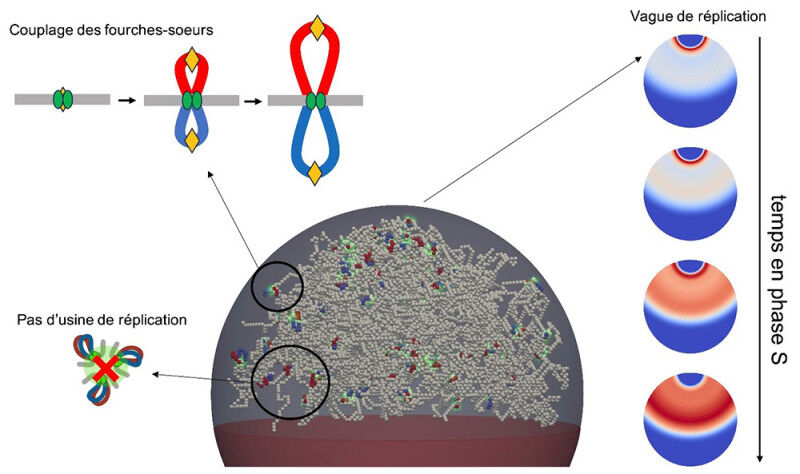Life Sciences - (Center, Bottom) Representation of chromosome organization at the beginning of the S phase in yeast, based on numerical simulation. (Left, Top) Diagram illustrating the formation of dynamic loops arou Life Sciences