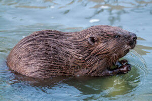How beavers contribute to climate protection