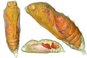 3D images of butterfly development