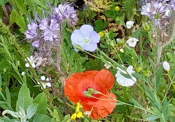 The University of G�ttingen is one of the founding members of the Nature Positiv