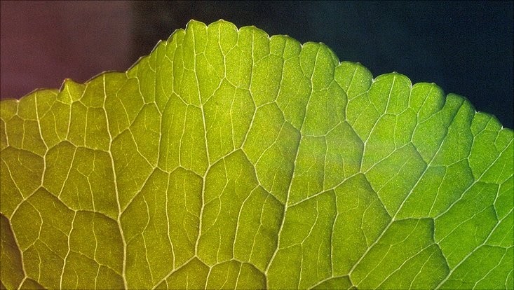 Photo: pixabay.com      Julia Kehr from the Department of Biology at Universit�t