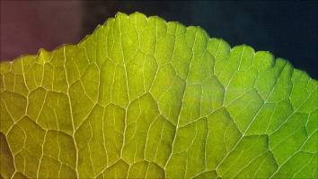 6.1 million � for the investigation of signalling molecules in plants