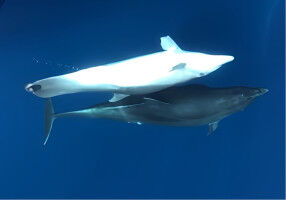 A dolphin found in Nules is the cetacean with severe amputations showing the longest documented survival
