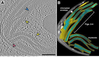 A focus on the microalgae 'Chlamy'