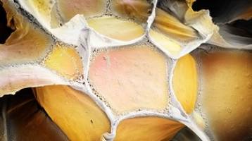 A guide to analysis of mouse energy metabolism