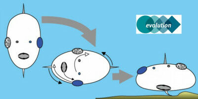 'A large brain can't be equated with high intelligence'