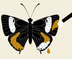 A museum heist 70 years ago is still causing a flutter in butterfly science today