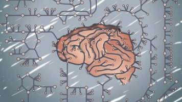 A new model of brain metabolism.