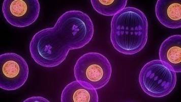 A protein that regulates fat cell production and cell division