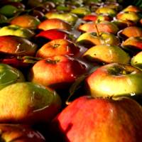 A week of apple events at the University of Cambridge