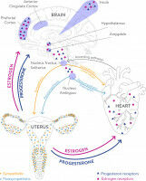 A woman's heartbeat changes across her menstrual cycle