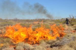 Aboriginal hunting, burning boost Australia's desert biodiversity, Stanford researchers find