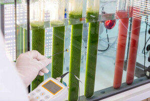 Achieving sustainable feed proteins with 'REPLACER'