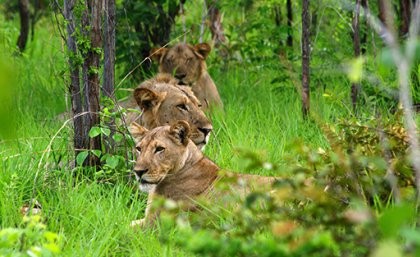 Lions during the wet season. Photo by Jean-Baptiste Deffontaines