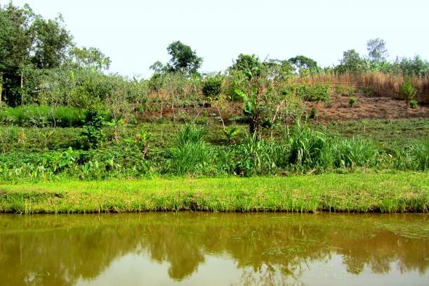 Agricultural landscape in Uganda