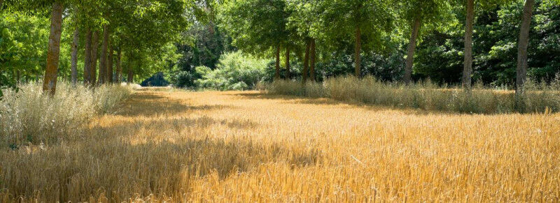 Illustration Agroforestry: trees provide a way forward for sustainable farming �