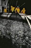 'Small fry' fish just as vulnerable to population plunges as sharks or tuna, Stanford researchers say