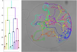 An Algorithm to Track Cell Movements
