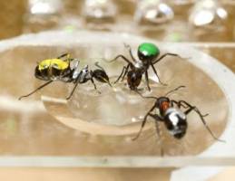 An ant's eye view of the world at the Royal Society science festival