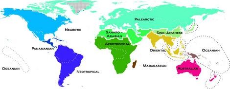 The new map of the zoogeographic realms of the world: dashed lines indicate 20 z