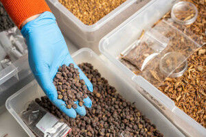 Ancient grains: Grant will help U-M researchers rethink Roman diets