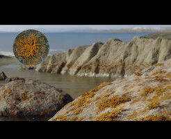 Ancient lichen paved the way for plants and animals to thrive on Earth