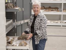 Ancient whale named for UW paleontologist Elizabeth Nesbitt