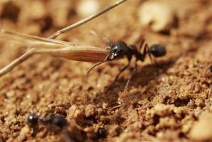 Ants restore Mediterranean dry grasslands