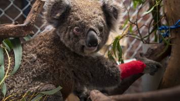 ANU is helping save koalas from bushfires. You can too