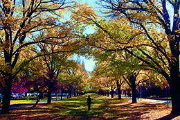 University Avenue in Autumn.