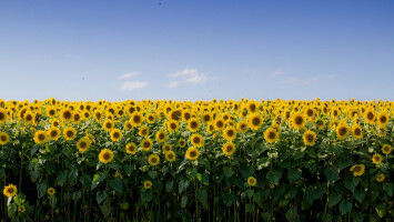 ANU statement on Ukraine