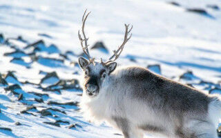 Arctic rain may soon be more common than snowfall