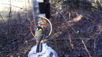 Artificial Intelligence to identify individual birds of a same species