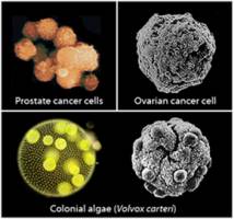 Astrobiology meets cancer research