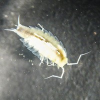 Aquatic woodlouse