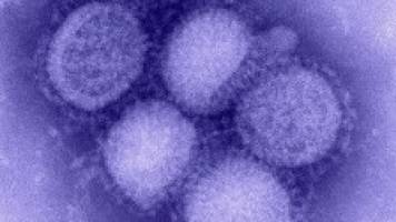 Avian flu viruses which are transmissible between humans could evolve in nature