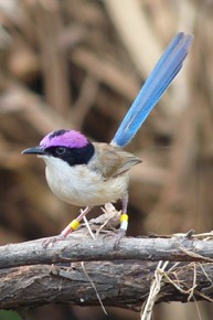 A male purple Fairy-wren. Photo by Michelle Hall/Australian Wildlife Conservancy