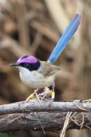 Babysitting birds gain from growing pains