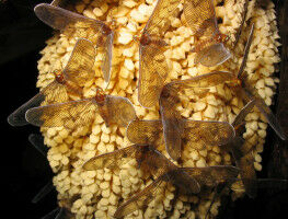 Bacteria evolution and rent-free scholarships: News from Imperial