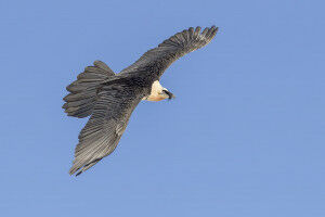Bearded vulture on the rise