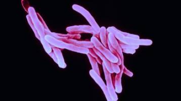 Basis for benzothiazinone sensitivity of tubercle bacilli.