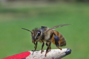 This honeybee pollen forager is being released 3km from her hive. The RFID chip 