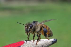 Bees 'read sky' to find home