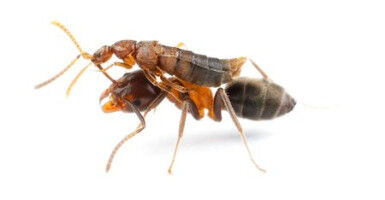 Beetles Go Stealth Mode to Infiltrate Ant Societies