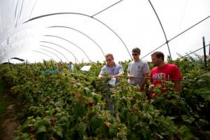 Berry growers partner with Cornell to evaluate new varieties