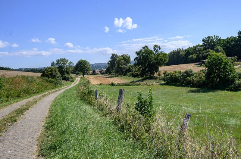 Cultivated landscape structured at a small-scale, featuring rows of trees, grass